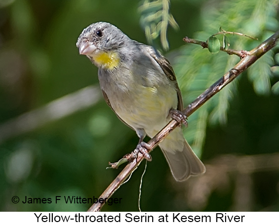 Yellow-throated Serin - © James F Wittenberger and Exotic Birding LLC