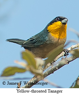 Yellow-throated Tanager - © James F Wittenberger and Exotic Birding LLC