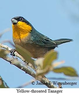 Yellow-throated Tanager - © James F Wittenberger and Exotic Birding LLC