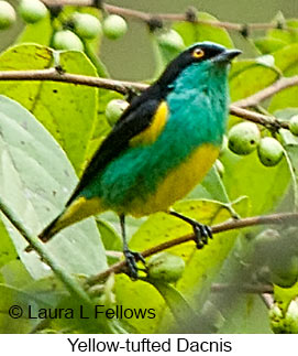 Yellow-tufted Dacnis - © Laura L Fellows and Exotic Birding LLC