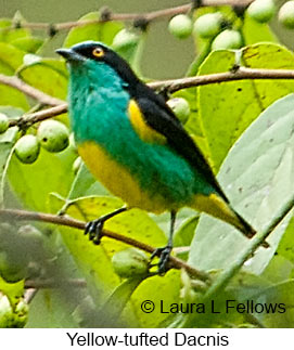 Yellow-tufted Dacnis - © Laura L Fellows and Exotic Birding LLC Yellow-tufted Dacnis - © Laura L Fellows and Exotic Birding LLC
