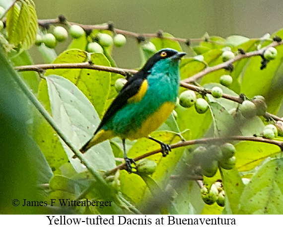 Yellow-tufted Dacnis - &copy; James F Wittenberger and Exotic Birding LLC