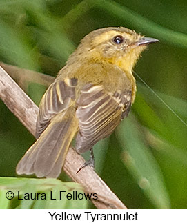 Yellow Tyrannulet - © Laura L Fellows and Exotic Birding LLC