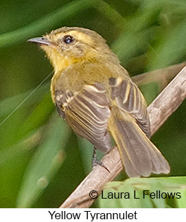 Yellow Tyrannulet - © Laura L Fellows and Exotic Birding LLC Yellow Tyrannulet - © Laura L Fellows and Exotic Birding LLC