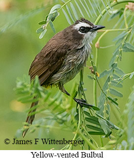 Yellow-vented Bulbul - © James F Wittenberger and Exotic Birding LLC