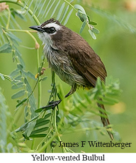 Yellow-vented Bulbul - © James F Wittenberger and Exotic Birding LLC