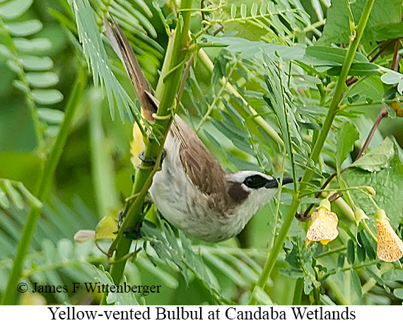 Yellow-vented Bulbul - © James F Wittenberger and Exotic Birding LLC