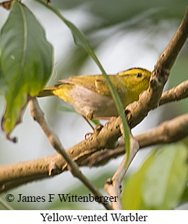 Yellow-vented Warbler - © James F Wittenberger and Exotic Birding LLC