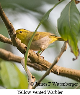 Yellow-vented Warbler - © James F Wittenberger and Exotic Birding LLC