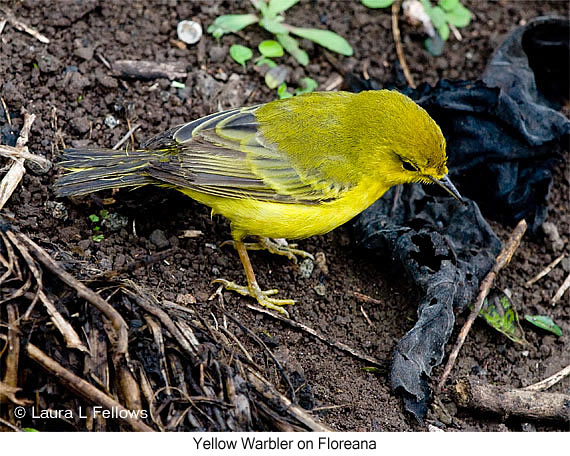 Yellow Warbler - © James F Wittenberger and Exotic Birding LLC