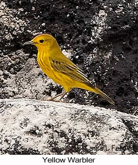Yellow Warbler - © Laura L Fellows and Exotic Birding LLC Yellow Warbler - © Laura L Fellows and Exotic Birding LLC