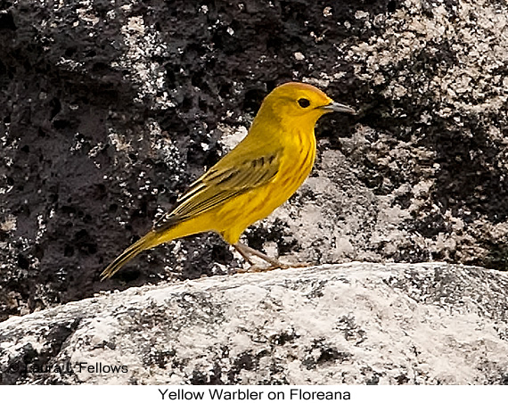 Yellow Warbler - © Laura L Fellows and Exotic Birding LLC