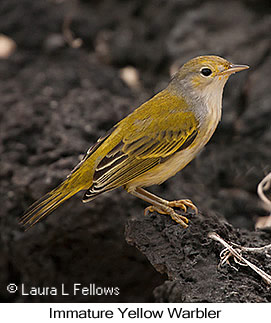 Yellow Warbler - © Laura L Fellows and Exotic Birding LLC