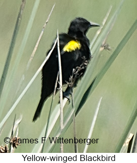 Yellow-winged Blackbird - © James F Wittenberger and Exotic Birding LLC Yellow-winged Blackbird - © James F Wittenberger and Exotic Birding LLC