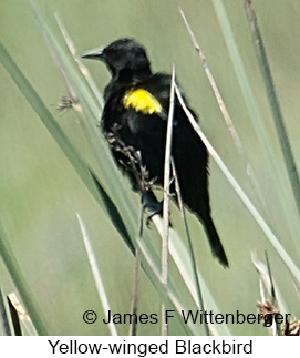 Yellow-winged Blackbird - © James F Wittenberger and Exotic Birding LLC