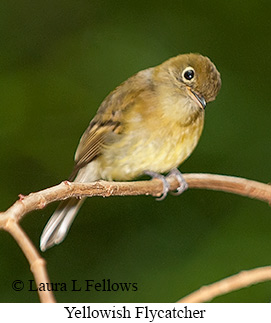 Yellowish Flycatcher - © Laura L Fellows and Exotic Birding LLC Yellowish Flycatcher - © Laura L Fellows and Exotic Birding LLC