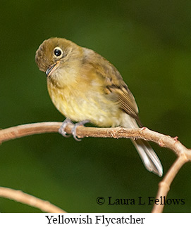 Yellowish Flycatcher - © Laura L Fellows and Exotic Birding LLC