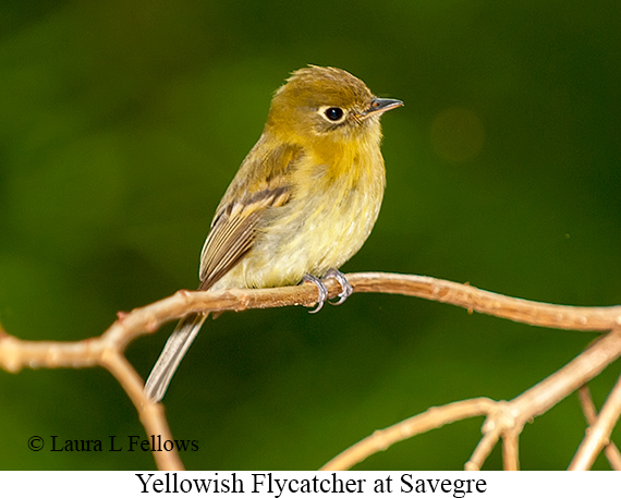 Yellowish Flycatcher - &copy; Laura L Fellows and Exotic Birding Tours