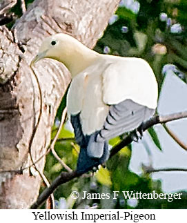 Yellowish Imperial-Pigeon - © James F Wittenberger and Exotic Birding LLC