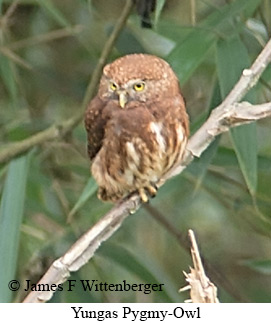 Yungas Pygmy-Owl - © James F Wittenberger and Exotic Birding LLC