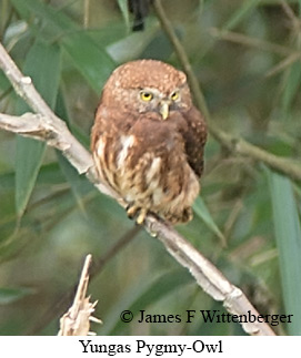 Yungas Pygmy-Owl - © James F Wittenberger and Exotic Birding LLC