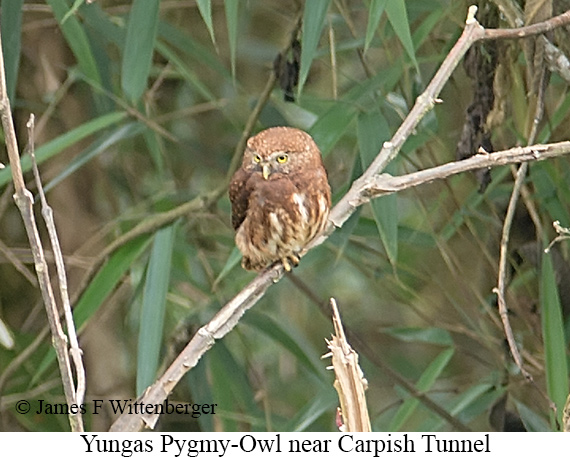Yungas Pygmy-Owl - &copy; James F Wittenberger and Exotic Birding LLC