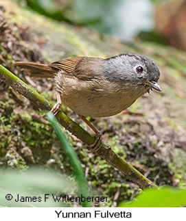 Yunnan Fulvetta - © James F Wittenberger and Exotic Birding LLC