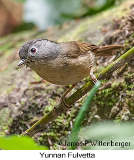 Yunnan Fulvetta - © James F Wittenberger and Exotic Birding LLC