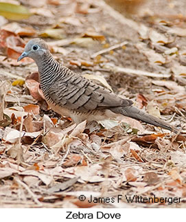 Zebra Dove - &copy; James F Wittenberger and Exotic Birding LLC