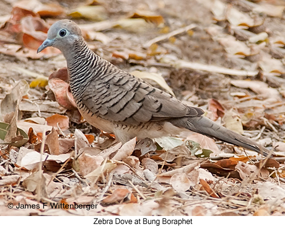 Zebra Dove - © James F Wittenberger and Exotic Birding LLC