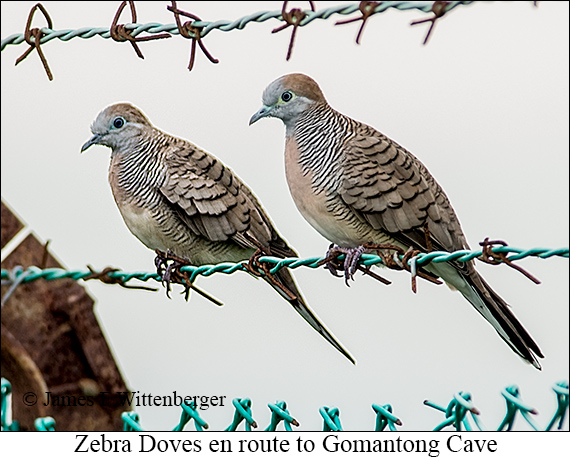 Zebra Dove - © James F Wittenberger and Exotic Birding LLC Zebra Dove - © James F Wittenberger and Exotic Birding LLC