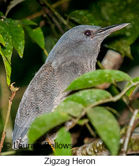 Zigzag Heron - © Laura L Fellows and Exotic Birding LLC