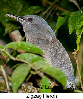 Zigzag Heron - © Laura L Fellows and Exotic Birding LLC Zigzag Heron - © Laura L Fellows and Exotic Birding LLC