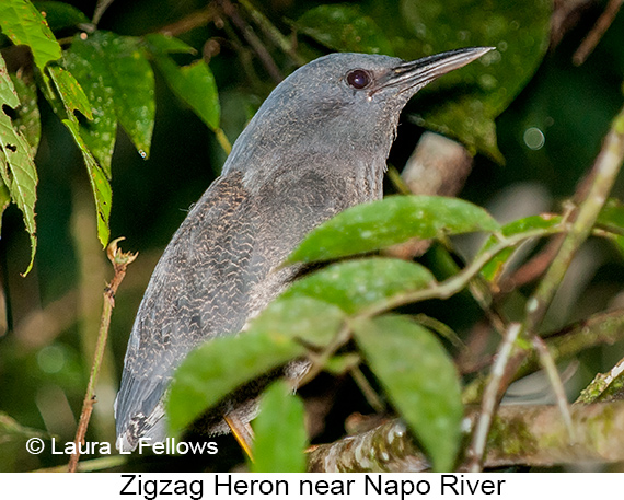 Zigzag Heron - &copy; Laura L Fellows and Exotic Birding Tours