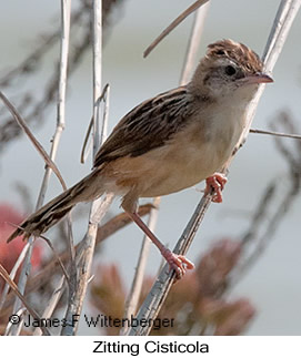 Zitting Cisticola - © James F Wittenberger and Exotic Birding LLC