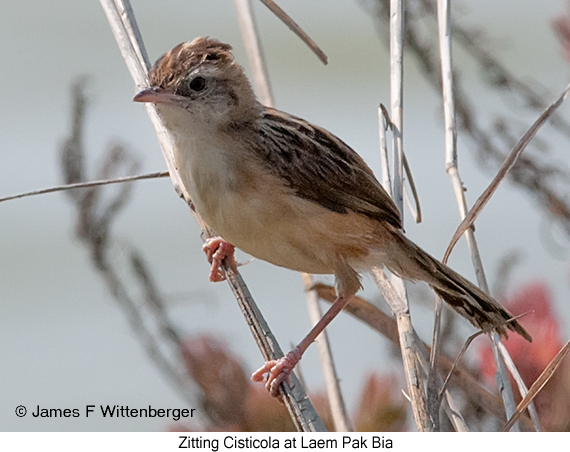 Zitting Cisticola - © James F Wittenberger and Exotic Birding LLC