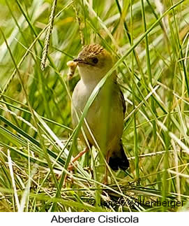 Aberdare Cisticola - &copy; James F Wittenberger and Exotic Birding LLC