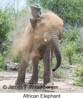 African Bush Elephant - © James F Wittenberger and Exotic Birding LLC African Bush Elephant - © James F Wittenberger and Exotic Birding LLC