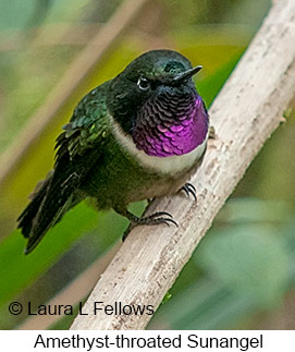 Amethyst-throated Sunangel - &copy; Laura L Fellows and Exotic Birding LLC