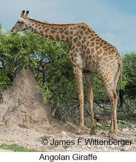 Angolan Giraffe - &copy; James F Wittenberger and Exotic Birding LLC