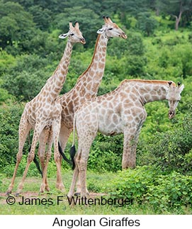 Angolan Giraffe - &copy; James F Wittenberger and Exotic Birding LLC