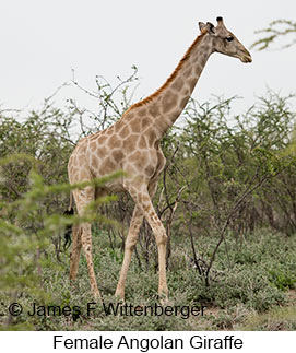 Angolan Giraffe - © James F Wittenberger and Exotic Birding LLC Angolan Giraffe - © James F Wittenberger and Exotic Birding LLC