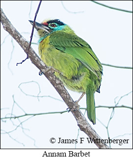 Annam Barbet - &copy; James F Wittenberger and Exotic Birding LLC