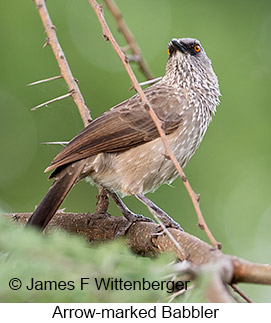 Arrow-marked Babbler - &copy; James F Wittenberger and Exotic Birding LLC