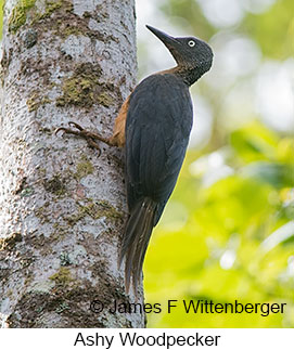 Ashy Woodpecker - &copy; James F Wittenberger and Exotic Birding LLC