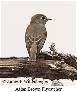 Asian Brown Flycatcher - &copy; James F Wittenberger and Exotic Birding LLC