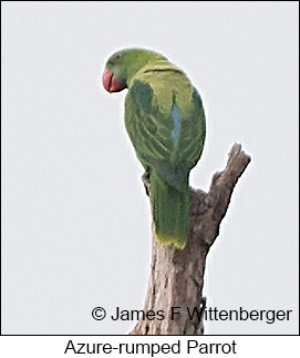 Azure-rumped Parrot - &copy; James F Wittenberger and Exotic Birding LLC