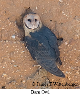 Barn Owl - &copy; James F Wittenberger and Exotic Birding LLC