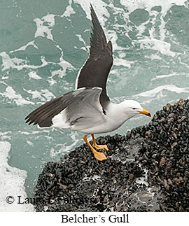 Belcher's Gull - &copy; James F Wittenberger and Exotic Birding LLC