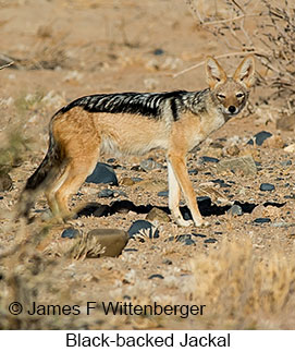 Black-backed Jackal - © James F Wittenberger and Exotic Birding LLC Black-backed Jackal - © James F Wittenberger and Exotic Birding LLC
